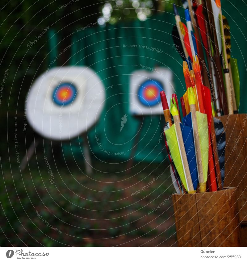Choose your target Sports Blue Brown Multicoloured Yellow Green Red Black White Archery Target 2 Arrow Feather Catching net Woodground Ambitious Pipe Tree