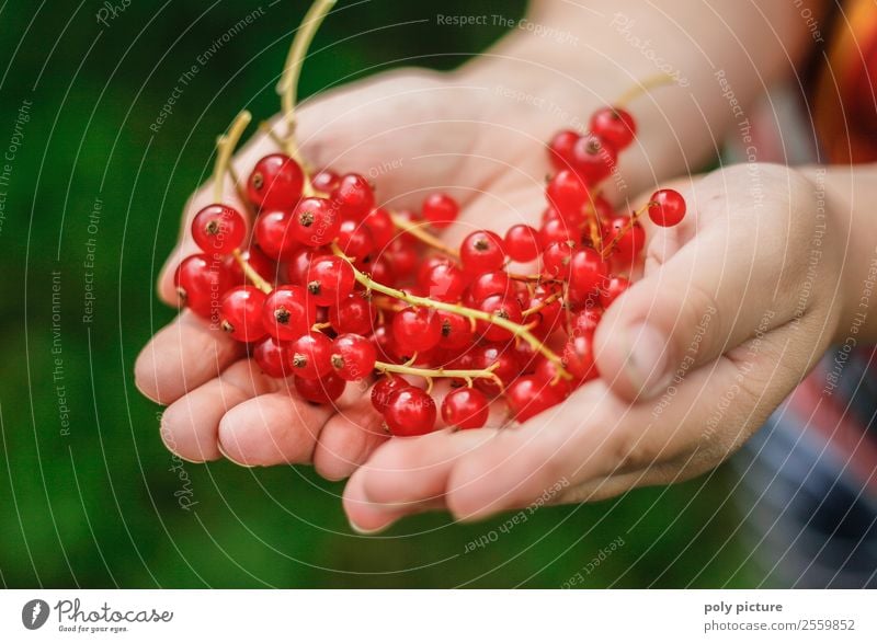 Currants in children's hands Healthy Eating Leisure and hobbies Playing Child Girl Boy (child) Infancy Youth (Young adults) Life Hand 1 - 3 years Toddler