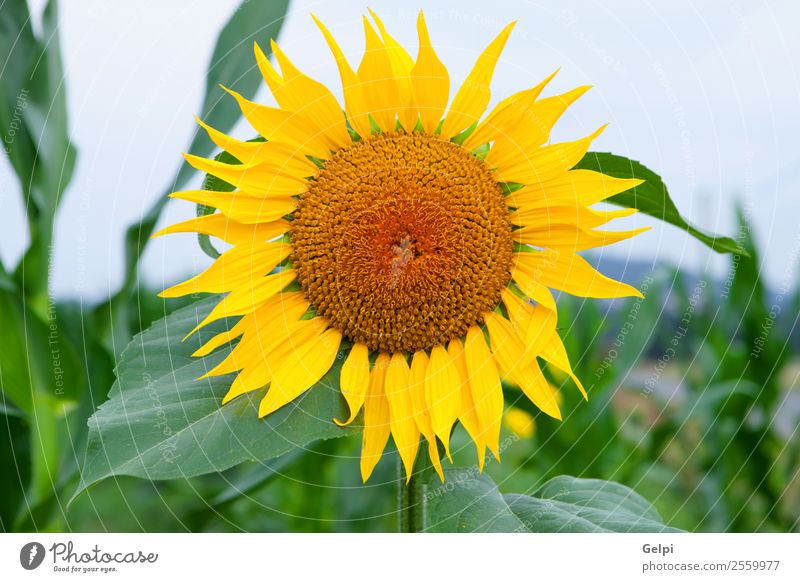 sunflower Beautiful Summer Sun Garden Nature Landscape Plant Sky Flower Leaf Blossom Meadow Growth Bright Natural Yellow Green Sunflower field agriculture