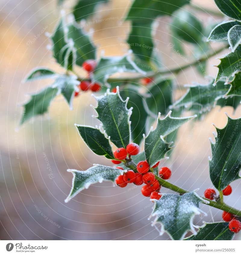 ...more frost Nature Plant Winter Climate Leaf Garden Park Cold Frost Red Green Berries venomously Thorn Christmas & Advent Winter mood Decoration Ilex