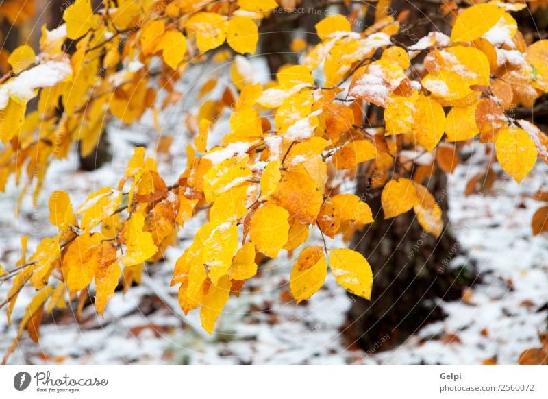 yellow leaves in autumn Beautiful Winter Snow Environment Nature Landscape Plant Autumn Tree Leaf Park Forest Bright Natural Brown Yellow Gold Green Red White