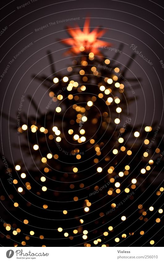 Light in the dark Feasts & Celebrations Christmas & Advent Illuminate Anticipation Safety (feeling of) Pensive Christmas tree Glitter Ball Star (Symbol)