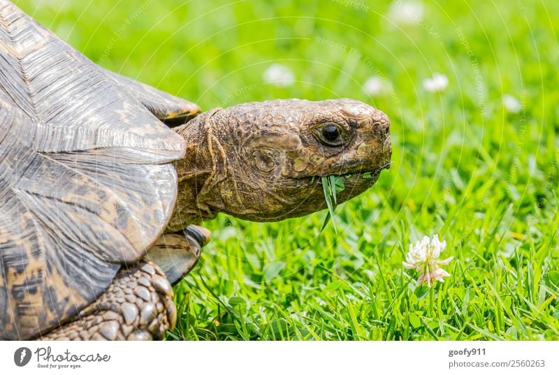 enjoy your meal Trip Adventure Nature Earth Plant Grass Animal Wild animal Animal face Animal tracks Zoo Turtle Tortoise-shell 1 To feed To enjoy Crawl