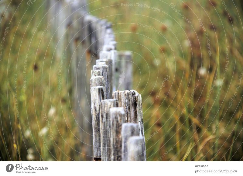 Wooden fence in the dunes Nature Landscape Plant Summer Coast Dune France Brittany Europe Fence Esthetic Gray Green Calm Moody Grief Colour photo Subdued colour
