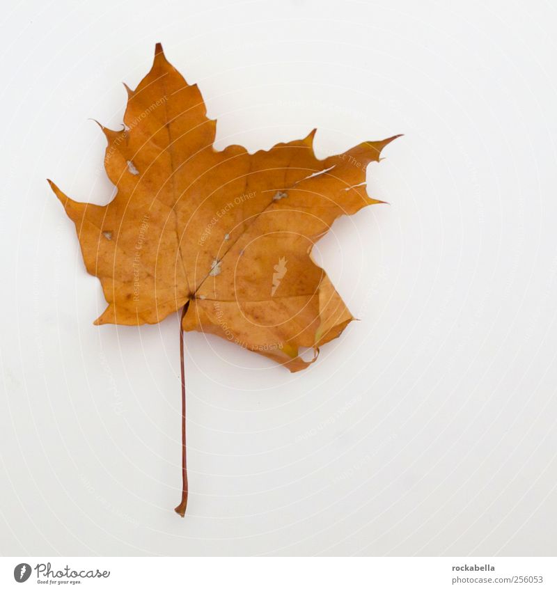 entropy I. Environment Nature Plant Leaf Esthetic Elegant Natural Maple tree Maple leaf Autumn Colour photo Studio shot Deserted Copy Space left