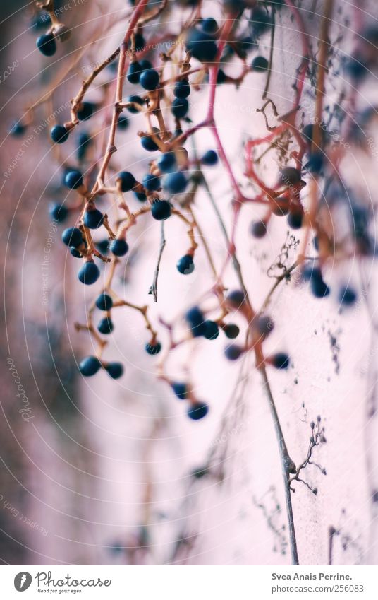 old pink.(2) Plant Berries Branch Twig Wall (barrier) Wall (building) Facade Natural Pink Colour photo Subdued colour Exterior shot Deserted