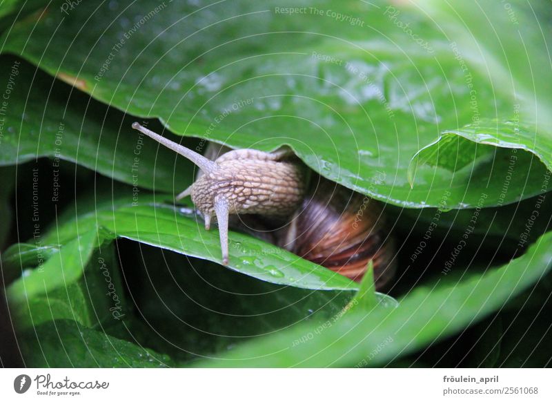 rain shelter Nature Animal Plant Leaf Foliage plant Garden Park Snail 1 Small Slimy Green Determination Love of animals Serene Calm Endurance Contentment