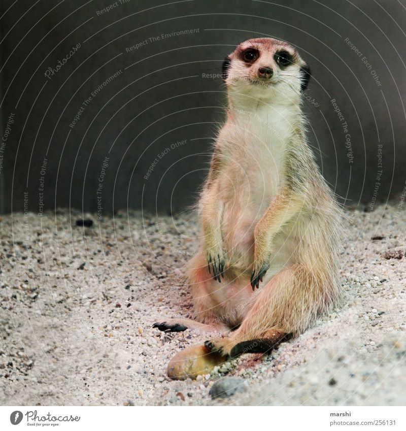 Paul the Casual Animal Zoo 1 Brown Meerkat Pelt Claw Sand Sit Beautiful Paw Colour photo Animal portrait