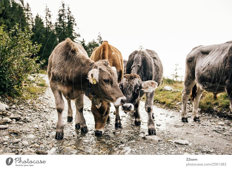 Pitztal calves Mountain Hiking Nature Landscape Alps Farm animal Cow 4 Animal Herd Love Playing Sustainability Friendship Together Calm Idyll Austria