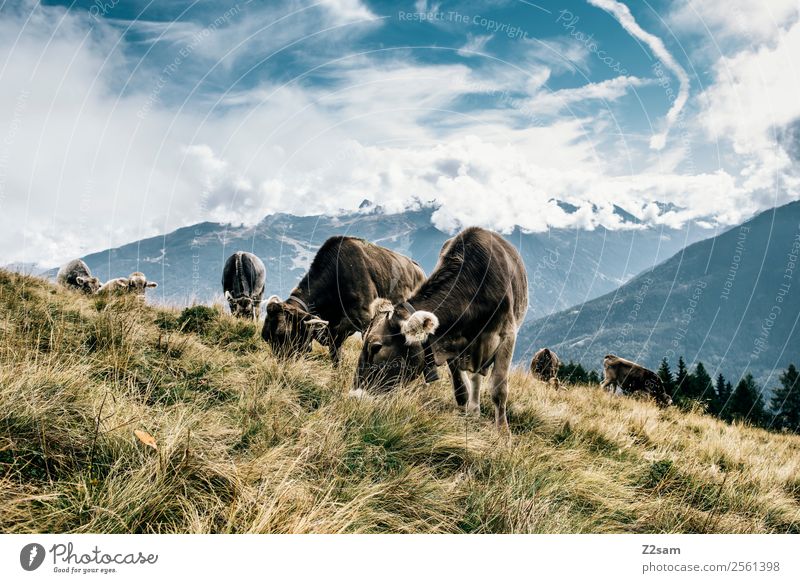 Pitztal cows Vacation & Travel Mountain Hiking Environment Nature Landscape Sky Clouds Summer Beautiful weather Meadow Alps Peak Farm animal Cow Herd Eating