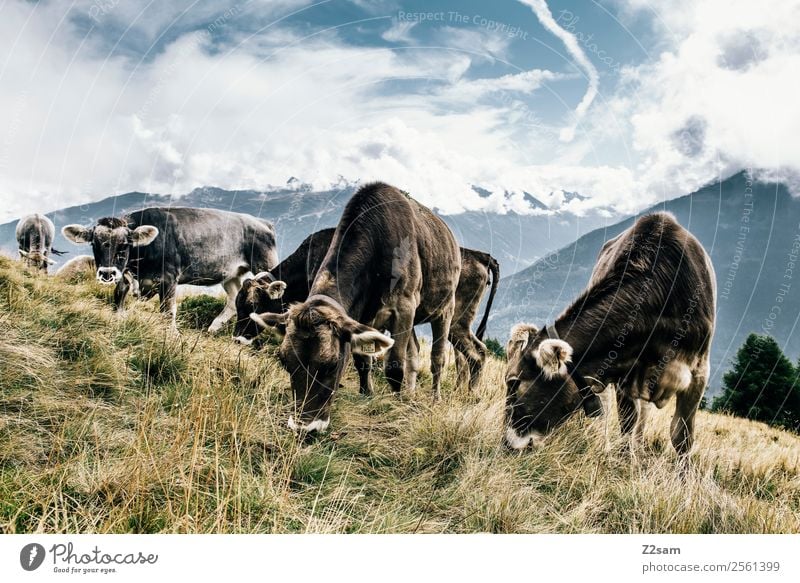 Pitztal cows Nature Landscape Sky Clouds Summer Beautiful weather Grass Alps Mountain Peak Farm animal Cow Herd Eating Stand Sustainability Natural Blue