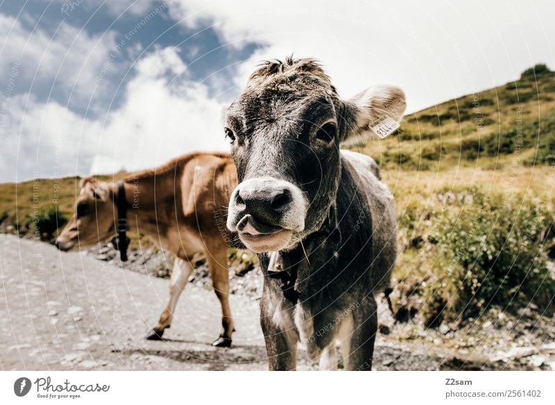 Pitztal cows Vacation & Travel Summer vacation Mountain Hiking Feasts & Celebrations Nature Landscape Sky Clouds Beautiful weather Alps Cow Herd Looking Stand