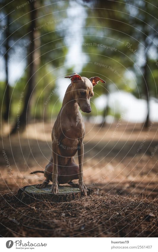Little italian greyhound dog Happy Beautiful Friendship Nature Animal Tree Forest Pet Dog 1 Friendliness Happiness Funny Brown Emotions Sympathy Love of animals
