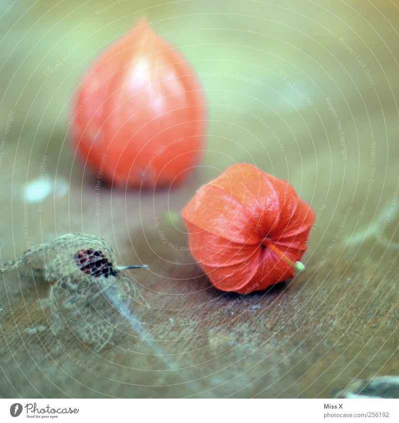 physalis Food Fruit To dry up Dry Red Still Life Physalis Wood Delicate Colour photo Multicoloured Close-up Structures and shapes Deserted