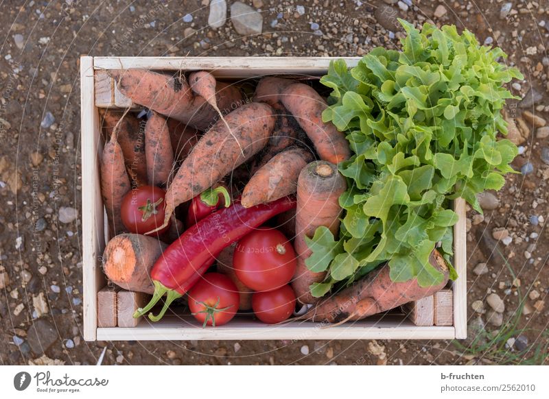 vegetable box Food Vegetable Lettuce Salad Nutrition Organic produce Vegetarian diet Agriculture Forestry Box Container Select Fresh Healthy Carrot Tomato