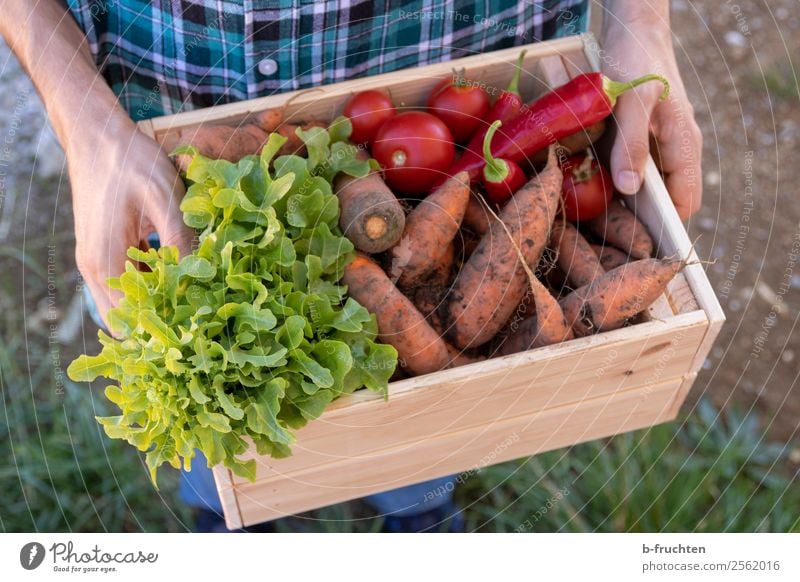 Carry vegetable box Food Vegetable Lettuce Salad Organic produce Vegetarian diet Healthy Healthy Eating Agriculture Forestry Man Adults Hand Fingers 1