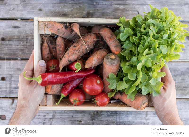 A box full of vegetables Food Vegetable Lettuce Salad Organic produce Vegetarian diet Healthy Eating Hand Fingers Box Work and employment Select Utilize