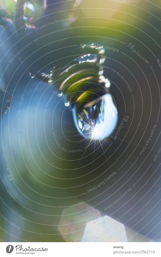 dripping water curl Life Harmonious Relaxation Calm Nature Drops of water Plant Passion flower Tendril Part of the plant Dripping Spiral Glittering Hang