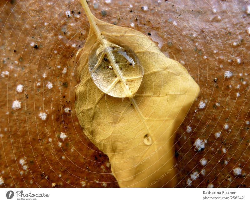 autumn impression Nature Autumn Winter Leaf Stone Concrete Water Brown Yellow Drops of water Floor covering Macro (Extreme close-up) Colour photo Subdued colour