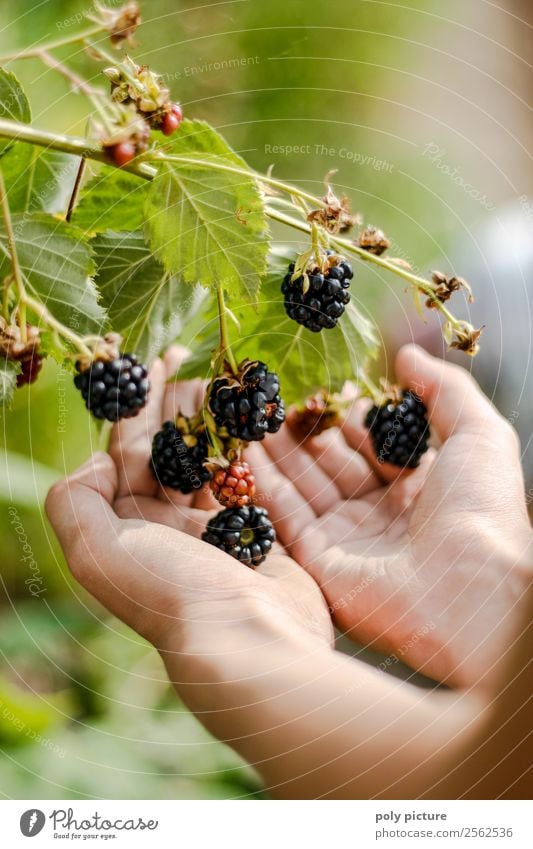 Child's hand holds blackberries Healthy Eating Leisure and hobbies Playing Girl Boy (child) Young woman Youth (Young adults) Young man Infancy Adults Hand