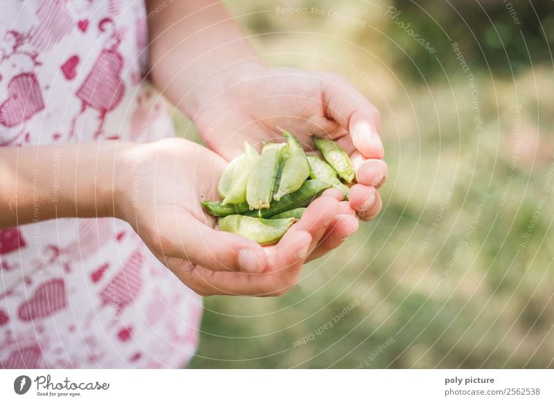 Child's hand holds sugar peas Lifestyle Healthy Eating Leisure and hobbies Vacation & Travel Toddler Girl Infancy Hand 1 - 3 years 3 - 8 years 8 - 13 years