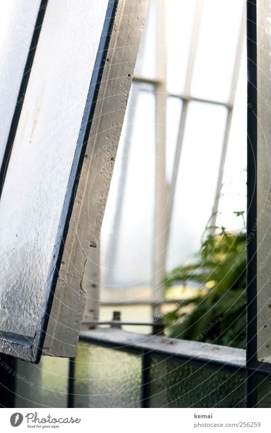 obliquely Greenhouse Window Window frame Frame Glass Metal Bright White Open Tilt Light Insight Colour photo Subdued colour Exterior shot Close-up Day Contrast