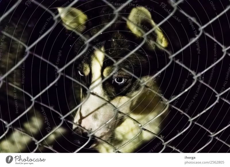 Closeup of a husky dog looking through the bars of a cage Face Animal Fur coat Pet Dog 1 Sadness Wait Cute Loneliness Society Abandon Behind Breed Cage