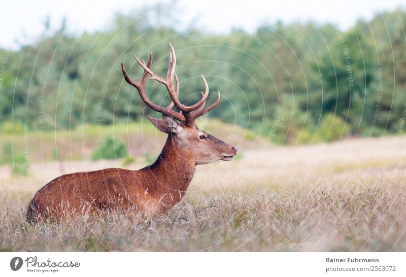 a red deer sits in a clearing in the forest Hunting Animal Wild animal "Deer stag Red deer Cervus elaphus" 1 Observe Wait Nature "Forest Meadow Silence"