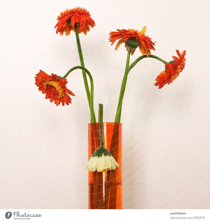 transience Plant Summer Autumn Flower Leaf Blossom Gerbera Aster Blossom leave Flower stem Calyx Decoration Bouquet Flower vase Vase Glass Esthetic Beautiful