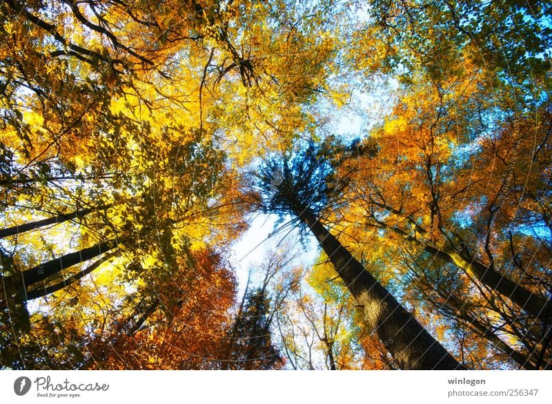 treetops Nature Yellow Gold Green Red Black White Moody Joy Sky Forest Autumn Autumnal Tree Tree trunk Treetop Multicoloured Leaf Deciduous forest Seasons Brown