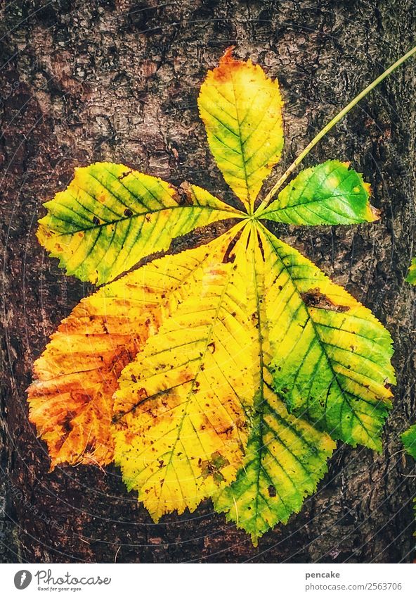 gold leaf Nature Autumn Tree Leaf Authentic Happiness Beautiful Warmth Multicoloured Yellow Gold Chestnut leaf Autumnal colours Goodbye Flashy Colour photo