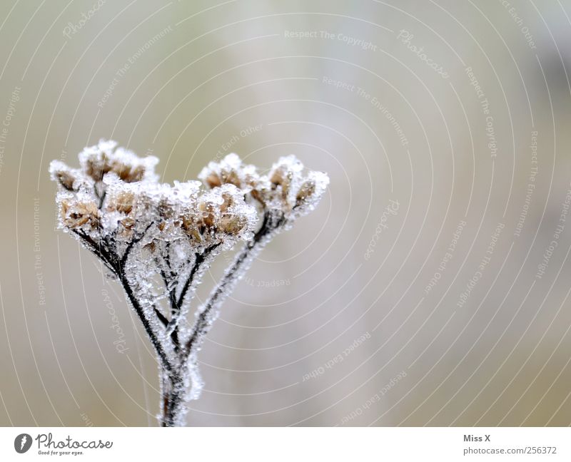 freezing cold Nature Plant Winter Bad weather Ice Frost Flower Blossom Cold Broken Transience Hoar frost Colour photo Subdued colour Exterior shot Close-up