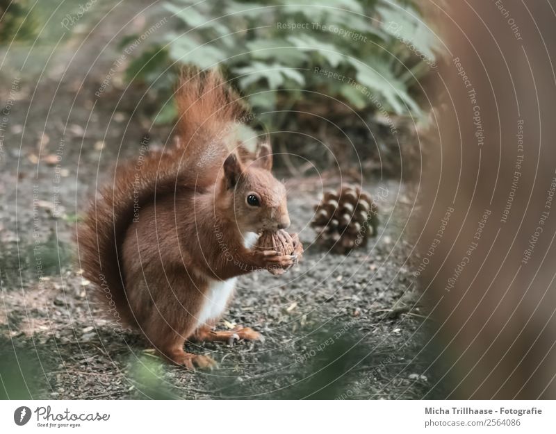 Squirrel with walnut Fruit Nature Animal Sun Sunlight Beautiful weather Plant Tree Wild plant Fir cone Walnut Forest Wild animal Animal face Pelt Claw Paw