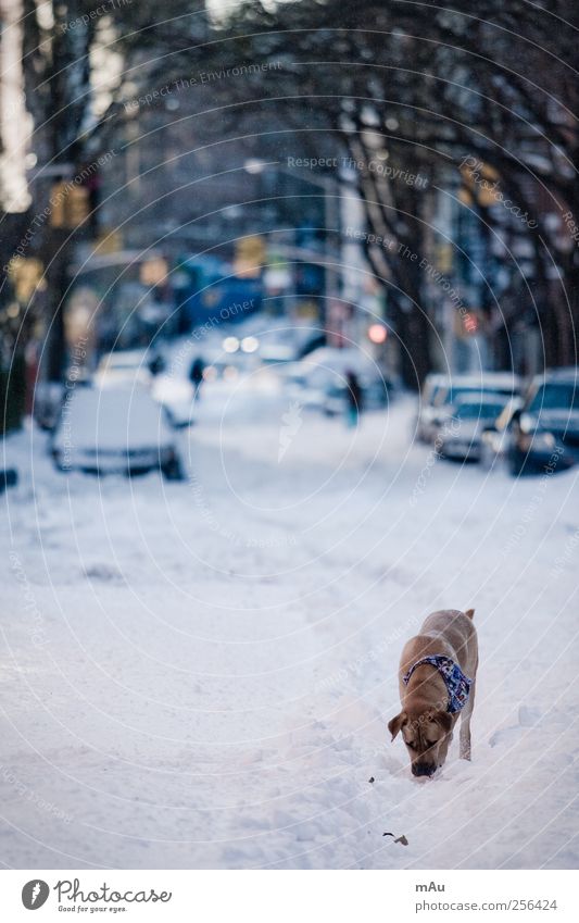 Pre-Christmas Winter Bad weather Snow Town Pedestrian Street Vehicle Car Animal Pet Dog 1 Passion Caution Serene Calm Sadness Appetite New York New York City