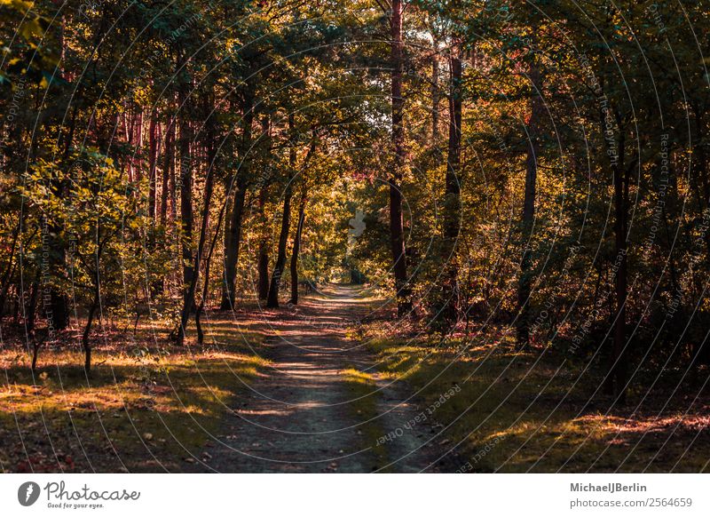 Forest path in autumnal forest Environment Nature Sunlight Autumn Tree Green Red Lanes & trails trees Hiking depth Traffic infrastructure Forwards Colour photo