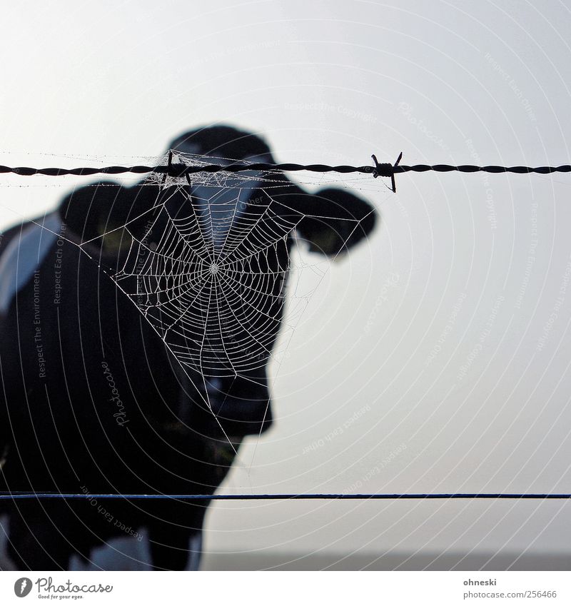 moo Animal Farm animal Cow 1 Spider's web Barbed wire Nature Vail Anonymous Subdued colour Exterior shot Copy Space right Morning Animal portrait