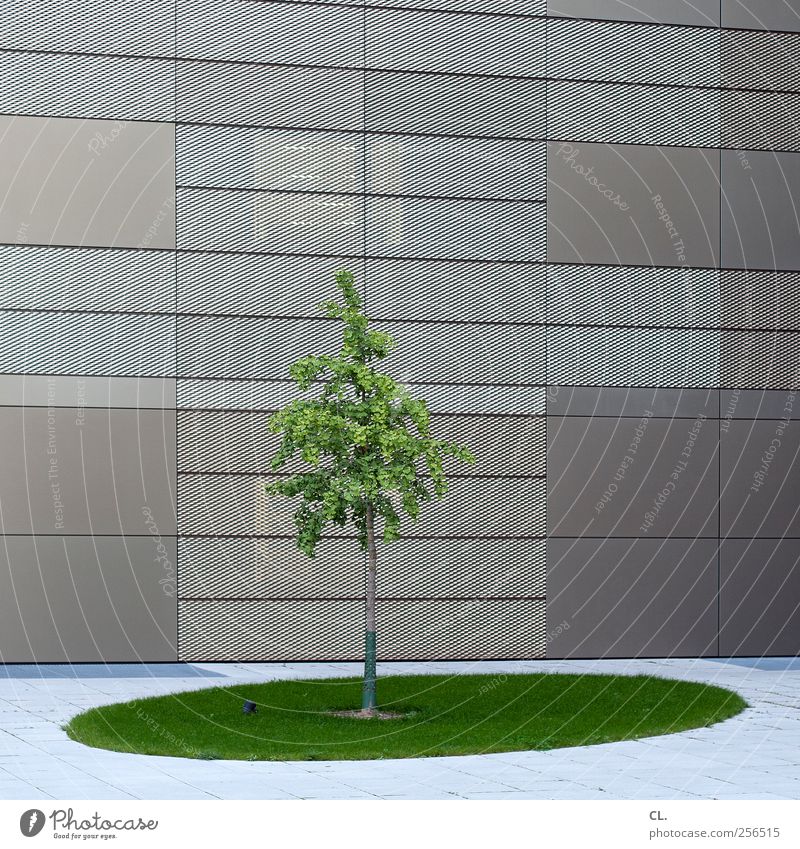 pure nature Nature Tree Grass Leaf Town High-rise Bank building Industrial plant Places Building Architecture Wall (barrier) Wall (building) Facade Simple Green