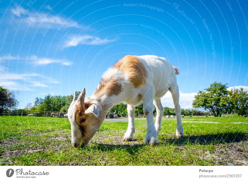 Goat eating fresh green grass at a farm in the spring Eating Beautiful Summer Baby Nature Landscape Animal Spring Grass Meadow Fur coat Pet To feed Small Cute