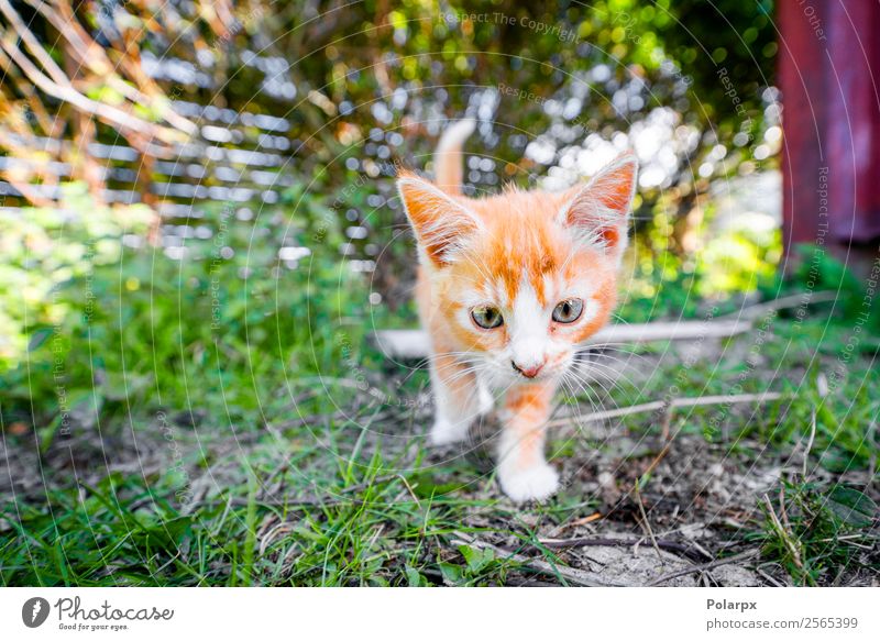 Cute Kitten In Orange Color Playing In The Backyard A Royalty Free Stock Photo From Photocase