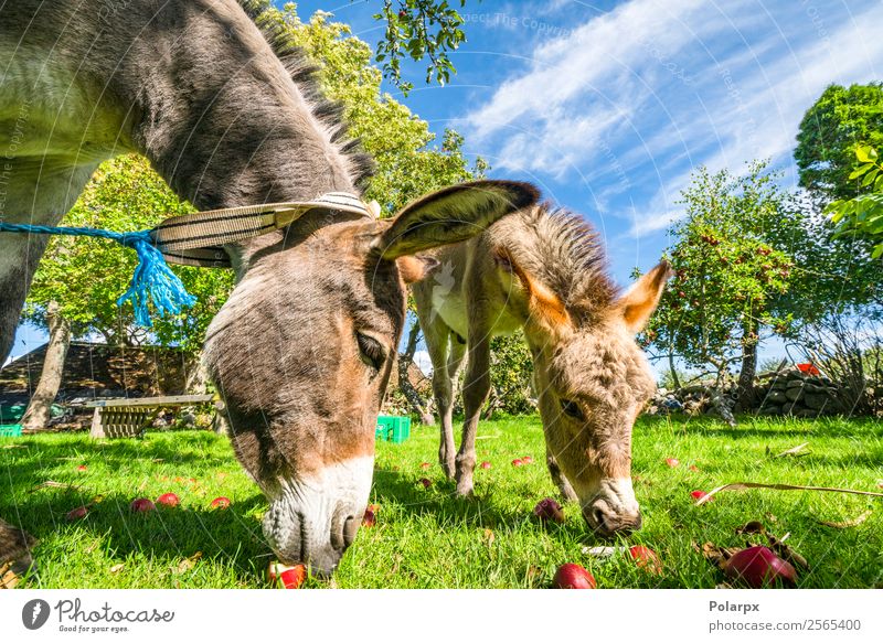 Donkeys eating red apples from a lawn Fruit Apple Happy Face Summer Nature Landscape Animal Sky Grass Meadow Fur coat Pet Horse To feed Funny Cute Brown Green