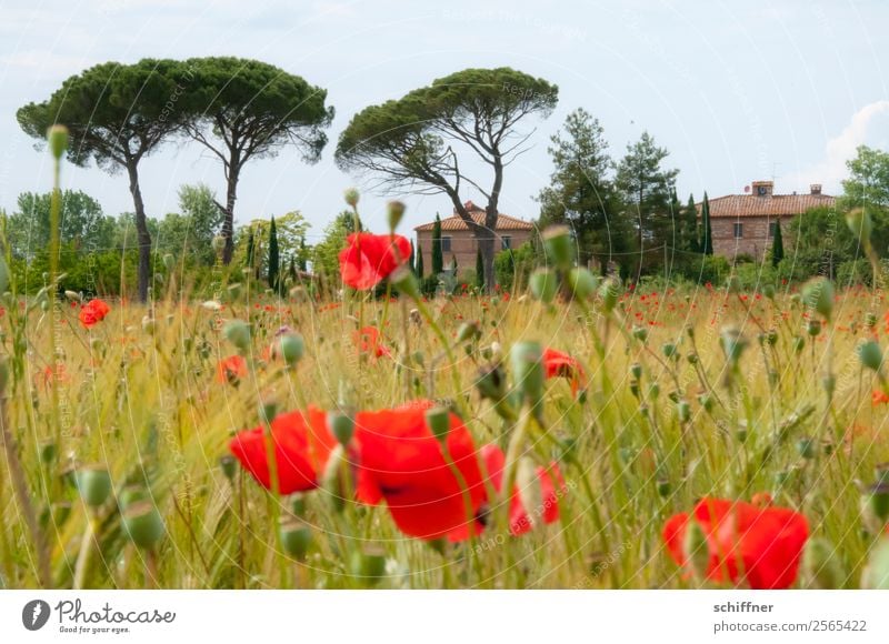 Poppy field in Tuscany Landscape Plant Tree Agricultural crop Field House (Residential Structure) Red Italy Poppy blossom Poppy capsule Poppy leaf Cypress