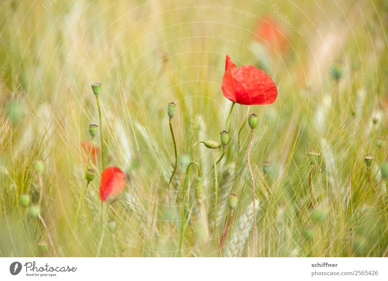 I dont like Mohndays VI Nature Plant Summer Flower Agricultural crop Field Green Red Poppy Poppy blossom Poppy field Poppy capsule Grain field Crops Wheat