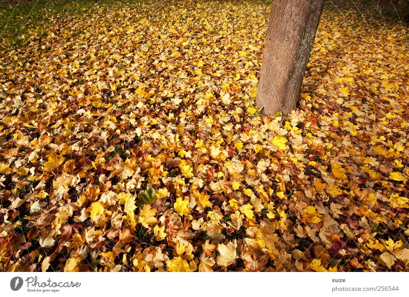 wooden foot Environment Nature Plant Autumn Climate Weather Beautiful weather Tree Tree trunk Authentic Autumnal Autumn leaves Autumnal colours Early fall