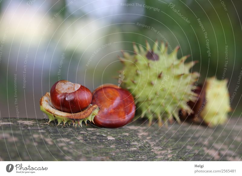 chestnuts Environment Nature Plant Autumn Beautiful weather Chestnut Sheath Park Wood Lie To dry up Esthetic Uniqueness Natural Brown Gray Green Moody Life