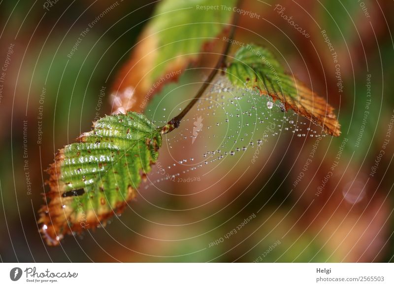 Indian summer Environment Nature Plant Drops of water Autumn Leaf Wild plant Twig Park Spider's web Glittering Hang To dry up Authentic Uniqueness Cold Small