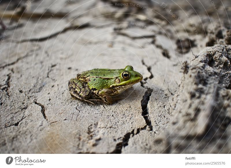 frog stays frog Climate Climate change Drought Animal Frog 1 Life Thirst Environment Crack & Rip & Tear Mud Green Wait Small Colour photo Exterior shot