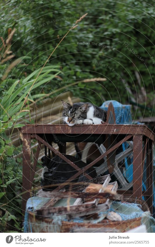 Circular saw cat sleeps Nature Beautiful weather Grass Bushes Garden Pet Cat Animal face 1 Lie Sleep Dream Green Serene Calm Saw Brave Colour photo Day