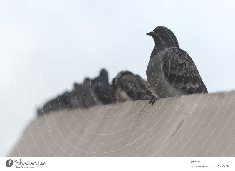Pigeons in the middle Environment Animal Sky Town Wall (barrier) Wall (building) Wild animal Group of animals Sit Gray Bird Concrete Colour photo Exterior shot