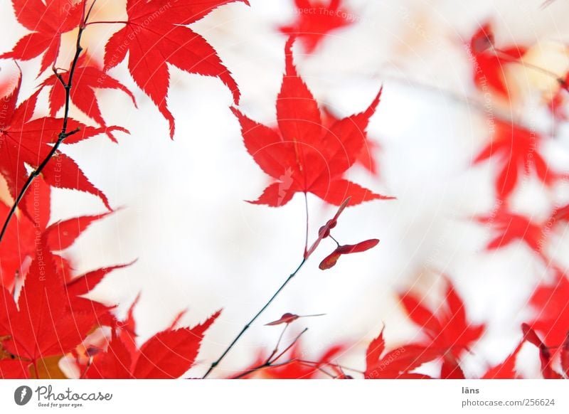 red Nature Plant Autumn Tree Esthetic Red Leaf Colouring Twig Maple leaf Japan maple tree Colour photo Deserted Day Shallow depth of field