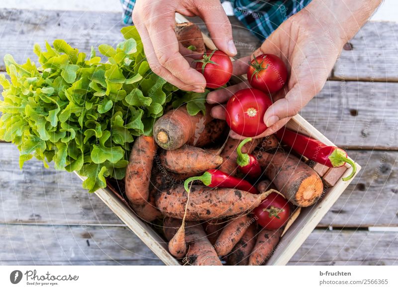 fresh vegetables Food Vegetable Lettuce Salad Organic produce Vegetarian diet Healthy Eating Gardening Agriculture Forestry Man Adults Fingers 1 Human being